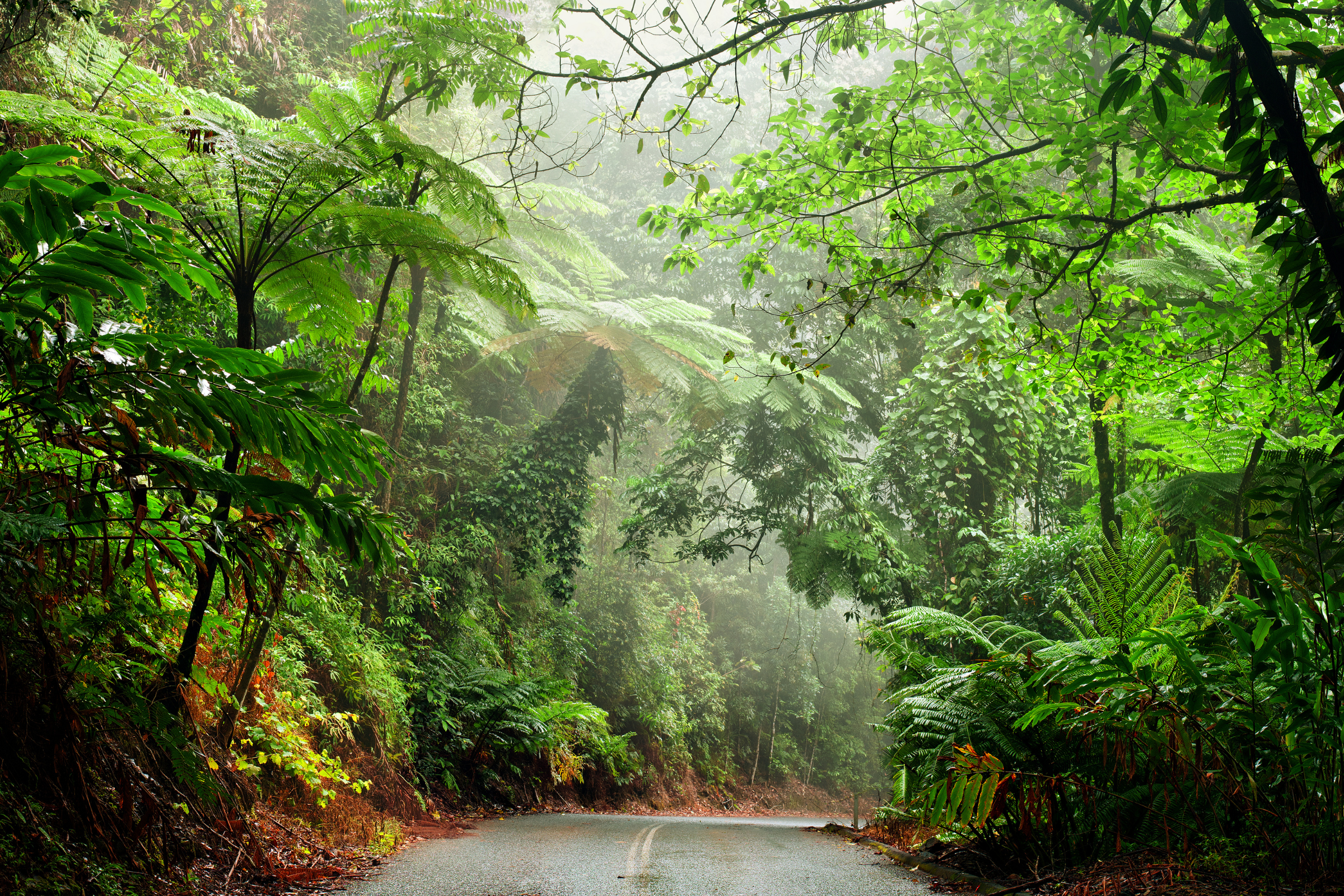 daintree national park, queensland (3).webp